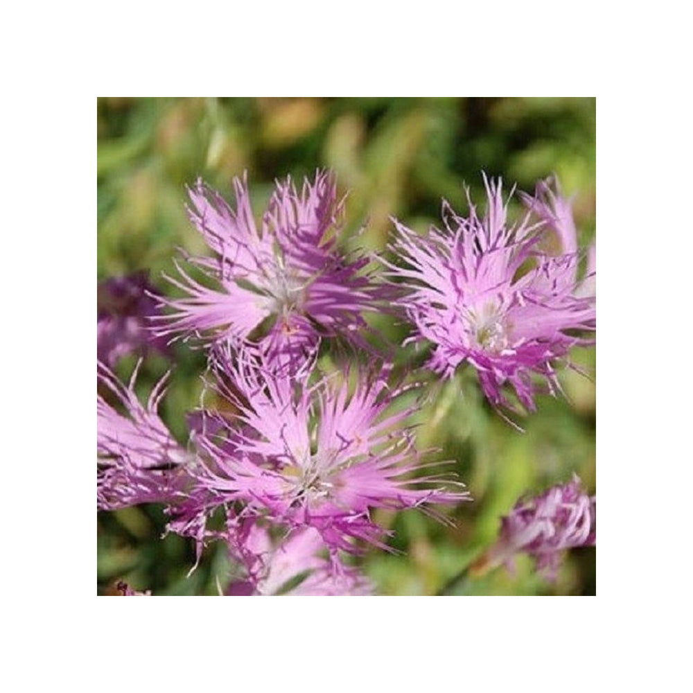 Dianthus Superbus Flower For Planting Flower Seeds for Home Garden Planting, Landscape Organic [neera-v5-cea18cc172a872d9c9eb]