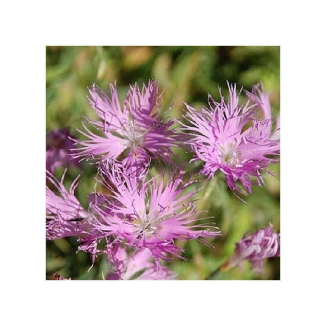 Dianthus Superbus Flower For Planting Flower Seeds for Home Garden Planting, Landscape Organic [neera-v5-cea18cc172a872d9c9eb]