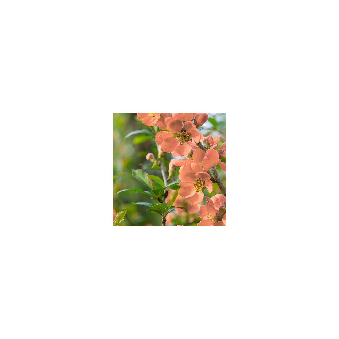 Orange Chaenomeles Flower Heirloom Non Gmo For Planting Bright Spring Blooms Flower Seeds for Home [neera-v5-cea856f80745b31041d8]