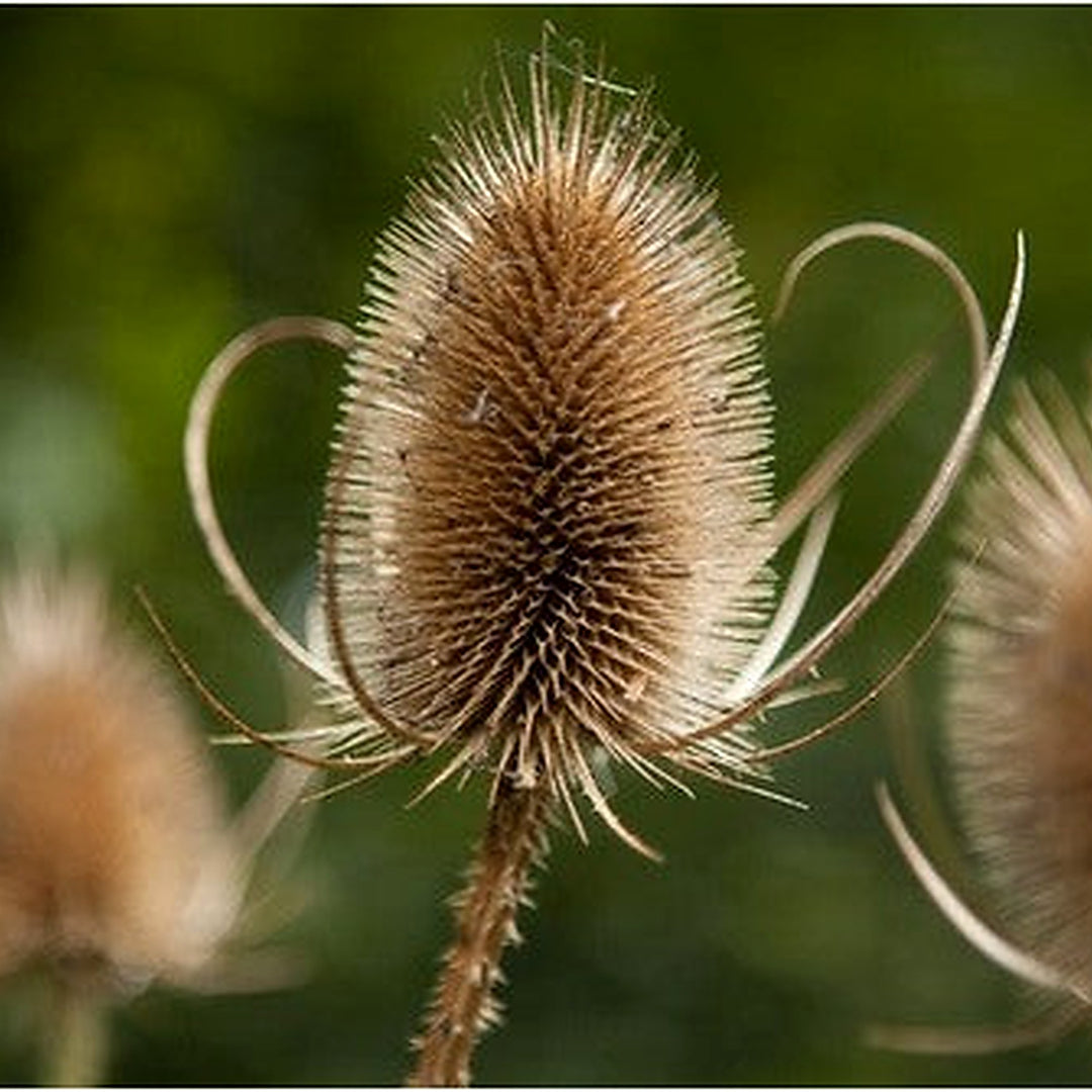 Dipsacus Plant Seeds for Planting [neera-v5-ceac9a33579e9c9655fd]