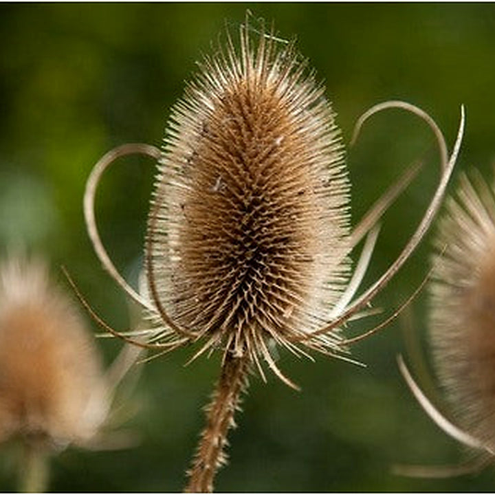 Dipsacus Plant Seeds for Planting [neera-v5-ceac9a33579e9c9655fd]