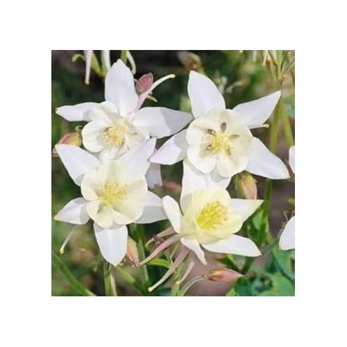 Heirloom Non-GMO White Columbine Flower Seeds for Planting [neera-v5-ceb00a730104793354b2]