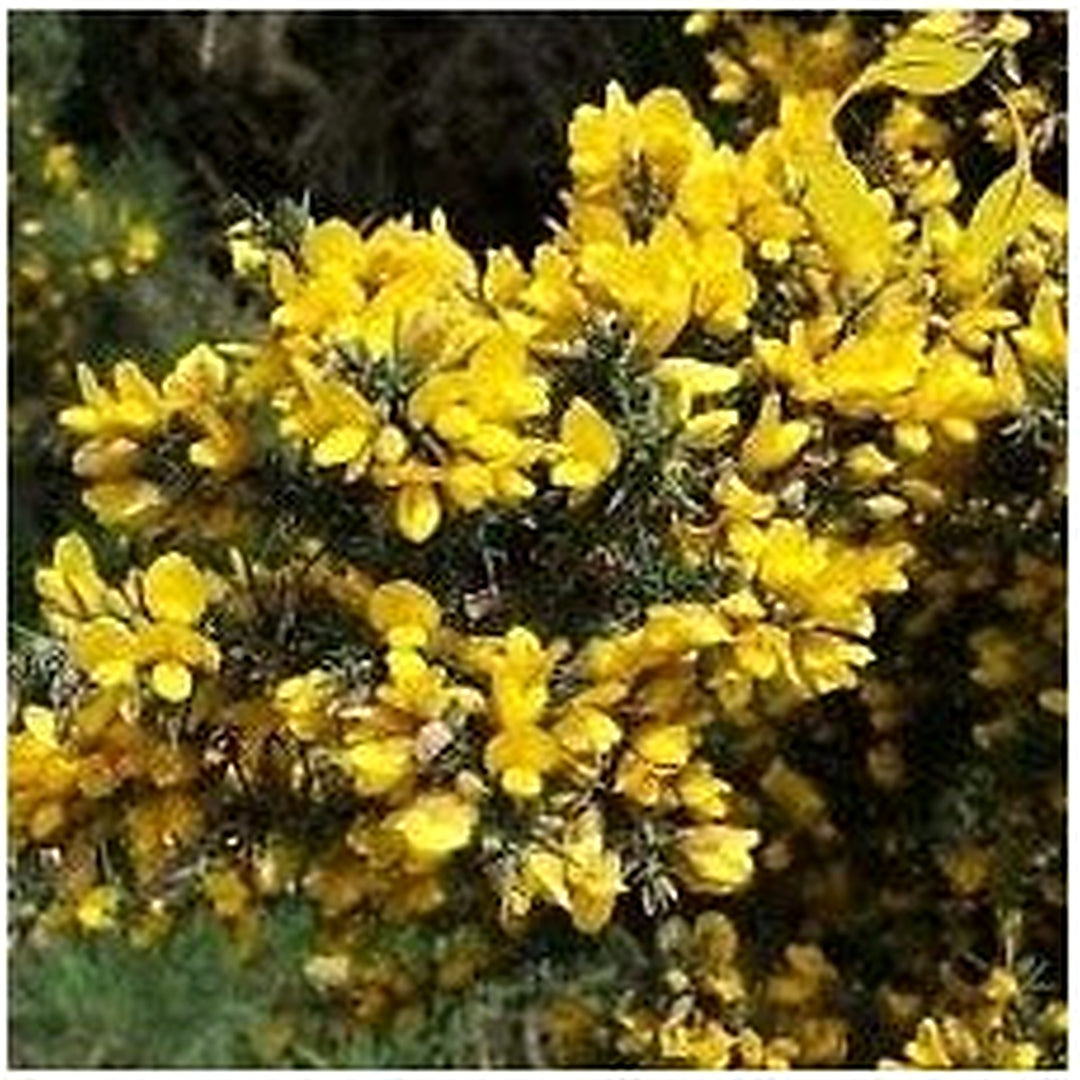 Yellow Gorse Ulex Europaeus Plant Seeds for Planting Heirloom Non-GMO High Germination Organic Garden Seeds [neera-v5-cecf414a659c22b1e939]