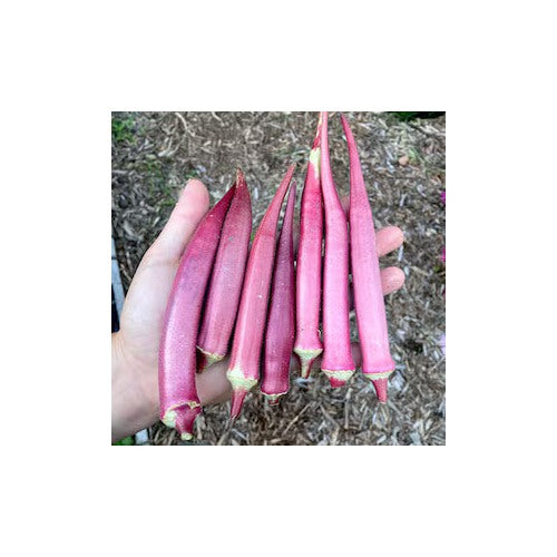 Okinawa Pink Okra Seeds for Planting [neera-v5-ced7a21ab8c8cdbdd092]