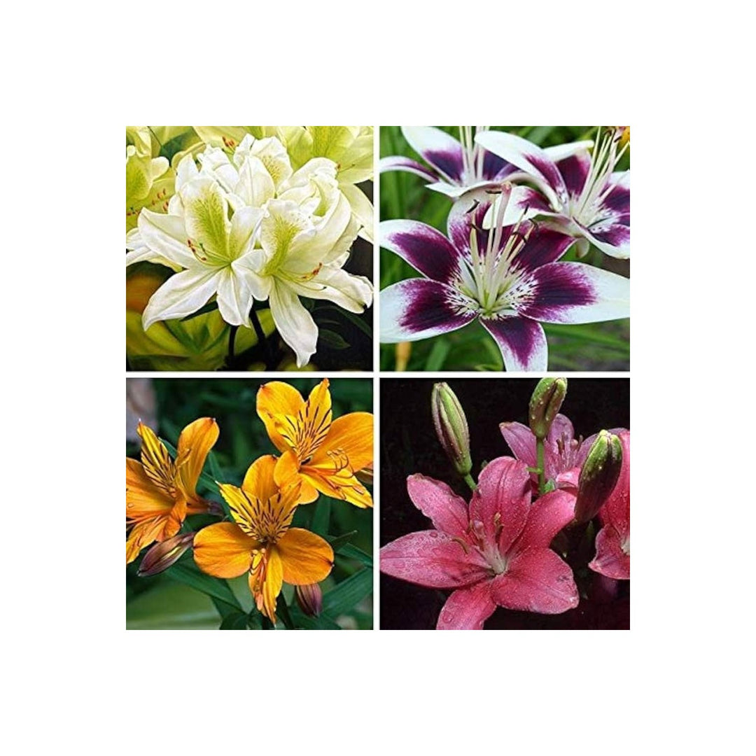 Lily Lilium Spp Fragrant Flower For Planting In Backyard Garden Flower Seeds for Home Garden [neera-v5-cee631058dad0a50c2d7]