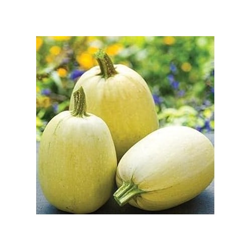 Yellow Spaghetti Squash Seeds for Planting [neera-v5-cee9c72832718bda7400]