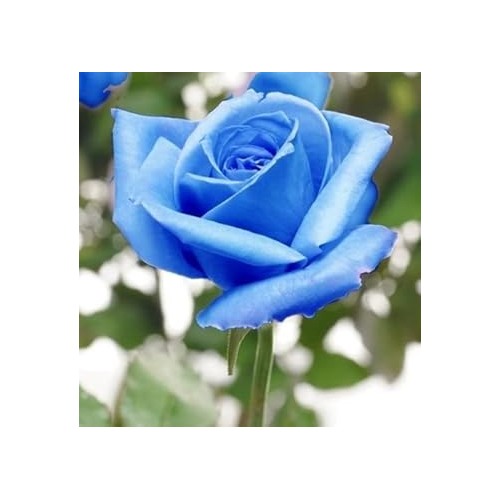 Blue Rose Heirloom Non-GMO Seeds for Garden Planting – Neeraseeds