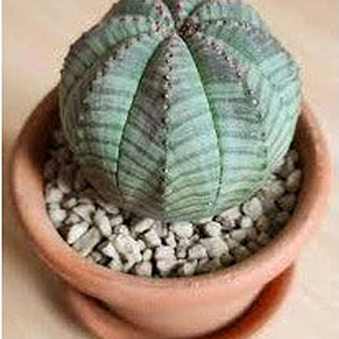 Green Euphorbia Obesa Plant Seeds for Planting [neera-v5-cf04f55df1d29267f225]