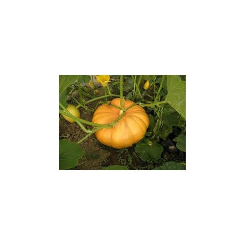 Yellow Pumpkin Vegetable Seeds for Planting [neera-v5-cf05b151be2a040fb369]
