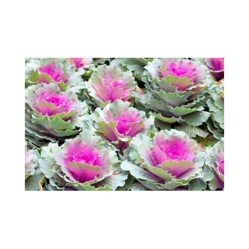 Red Russian Kale Sale Non Gmo Heirloom Non Gmo Flower Seeds Home Garden Planting, Landscape [neera-v5-cf0b144172be90acca5d]