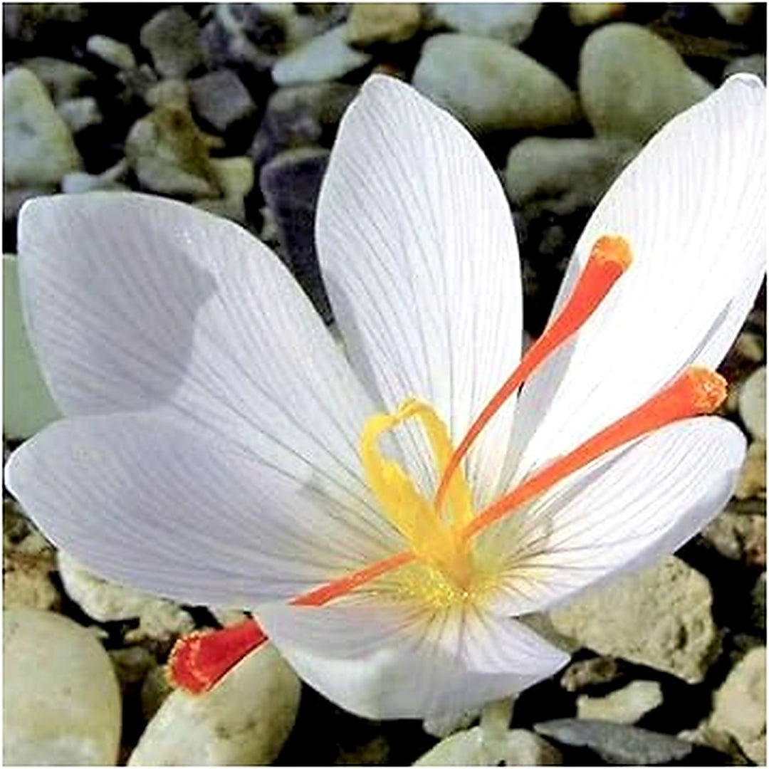 White Crocus Flower For Planting Flower Seeds for Home Garden Planting, Fragrant Organic Blooming [neera-v5-cf0dcd2f61b0443278b6]