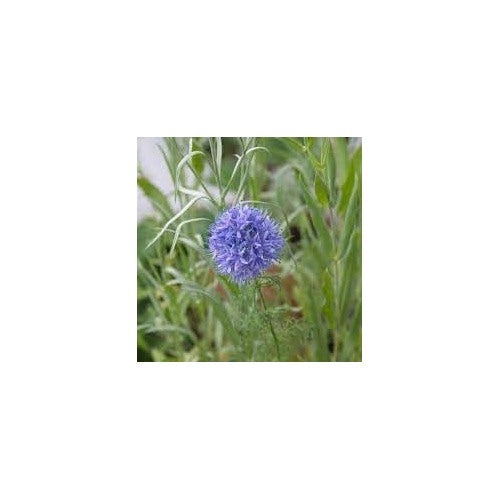 Heirloom Non-GMO Gilia Capitata Flower Seeds for Garden Planting [neera-v5-cf16648fc10318e6774a]