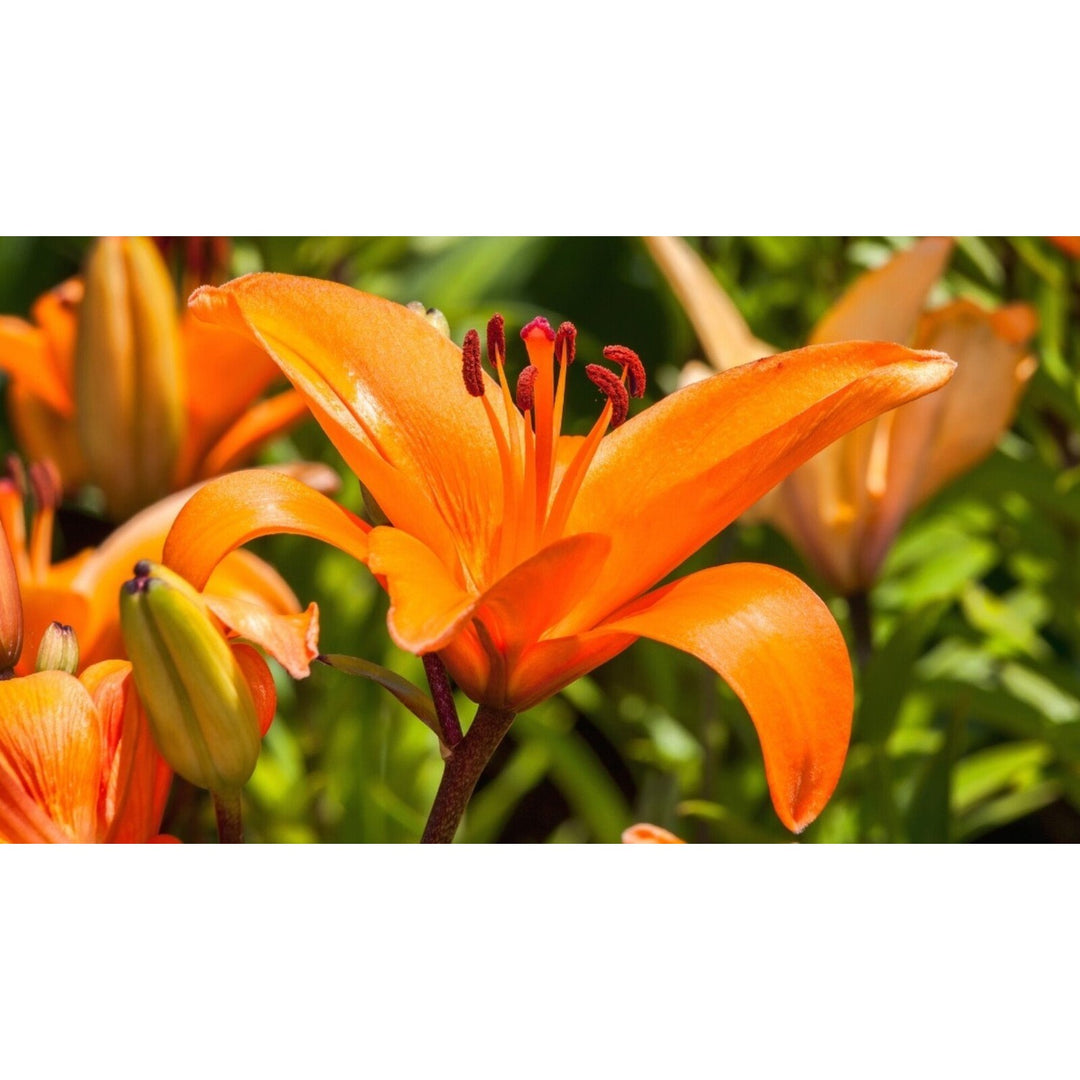 Heirloom Lilium Flower Non Gmo Elegant Lily Blooms Garden Planting Flower Seeds Home Garden [neera-v5-cf16dddd554ea4e2106d]