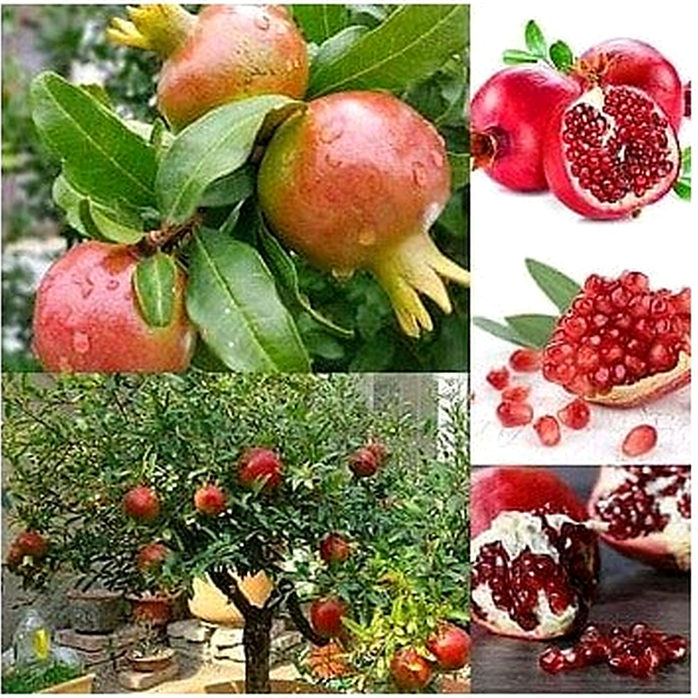 Mixed Pomegranate Fruit Seeds for Planting [neera-v5-cf19af74bc4c6f1367a0]