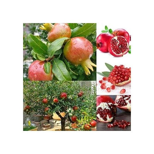 Mixed Pomegranate Fruit Seeds for Planting [neera-v5-cf19af74bc4c6f1367a0]