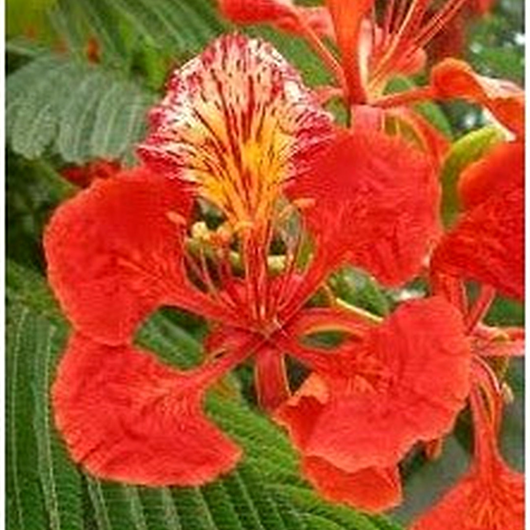 Red Heirloom Non Gmo Gulmohar Flower For Planting Tree Blooms For Landscapes Flower Seeds for Home [neera-v5-cf1a9ff37532b967ee27]