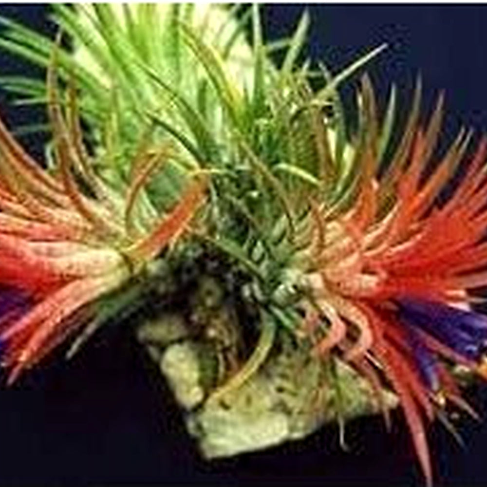 Bromeliad Tillandsia Air Plant Seeds [neera-v5-cf24718da8e84b0b8ec2]