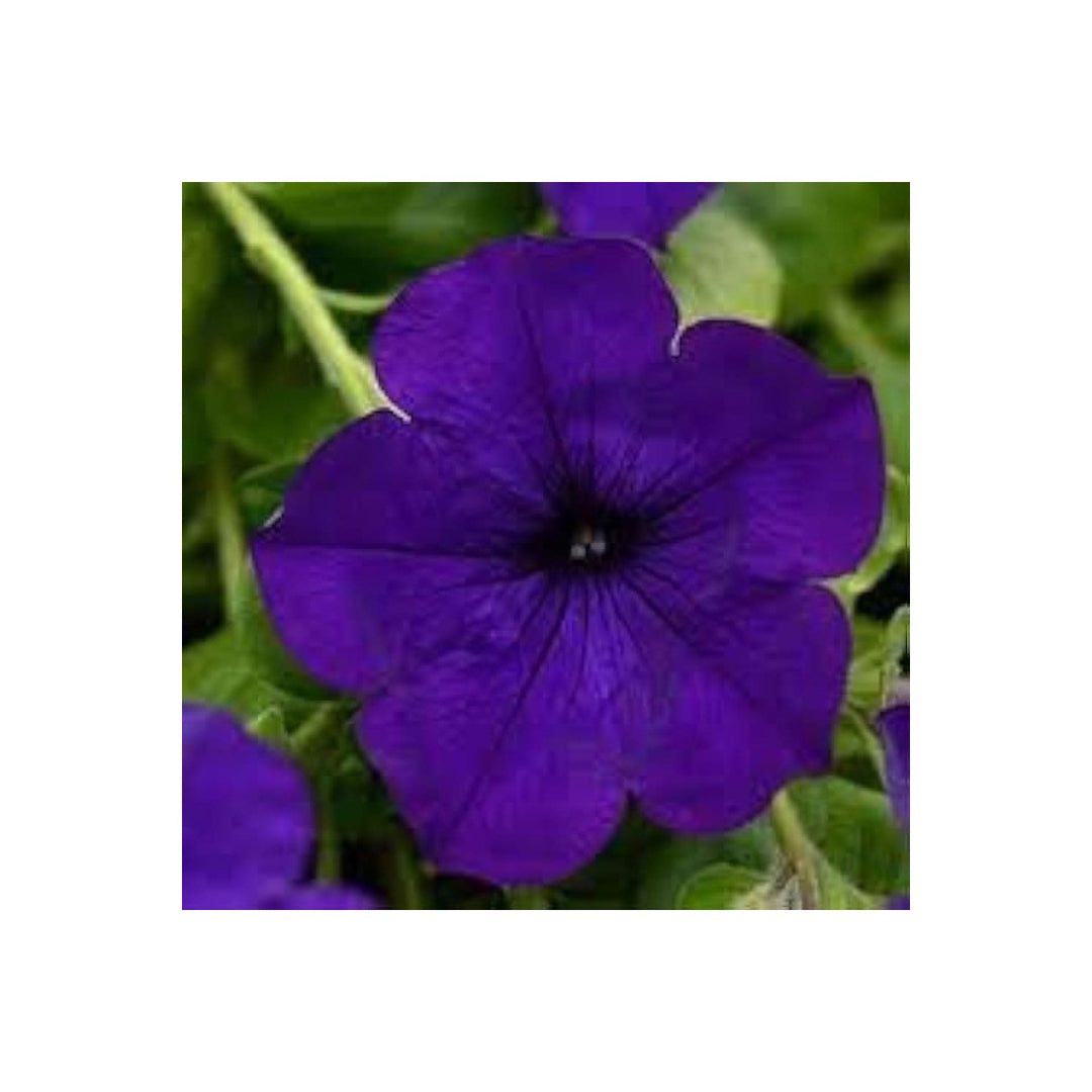 Lavender Wave Petunia Petunia Hybrid Flower For Trailing Plants In Garden Borders And Containers [neera-v5-cf2fe696876a78cf27e4]
