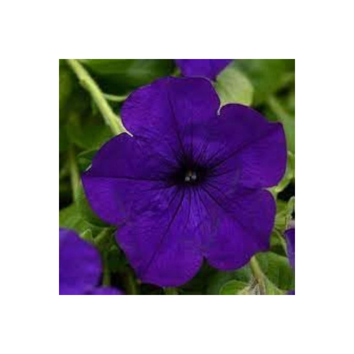 Lavender Wave Petunia Petunia Hybrid Flower For Trailing Plants In Garden Borders And Containers [neera-v5-cf2fe696876a78cf27e4]
