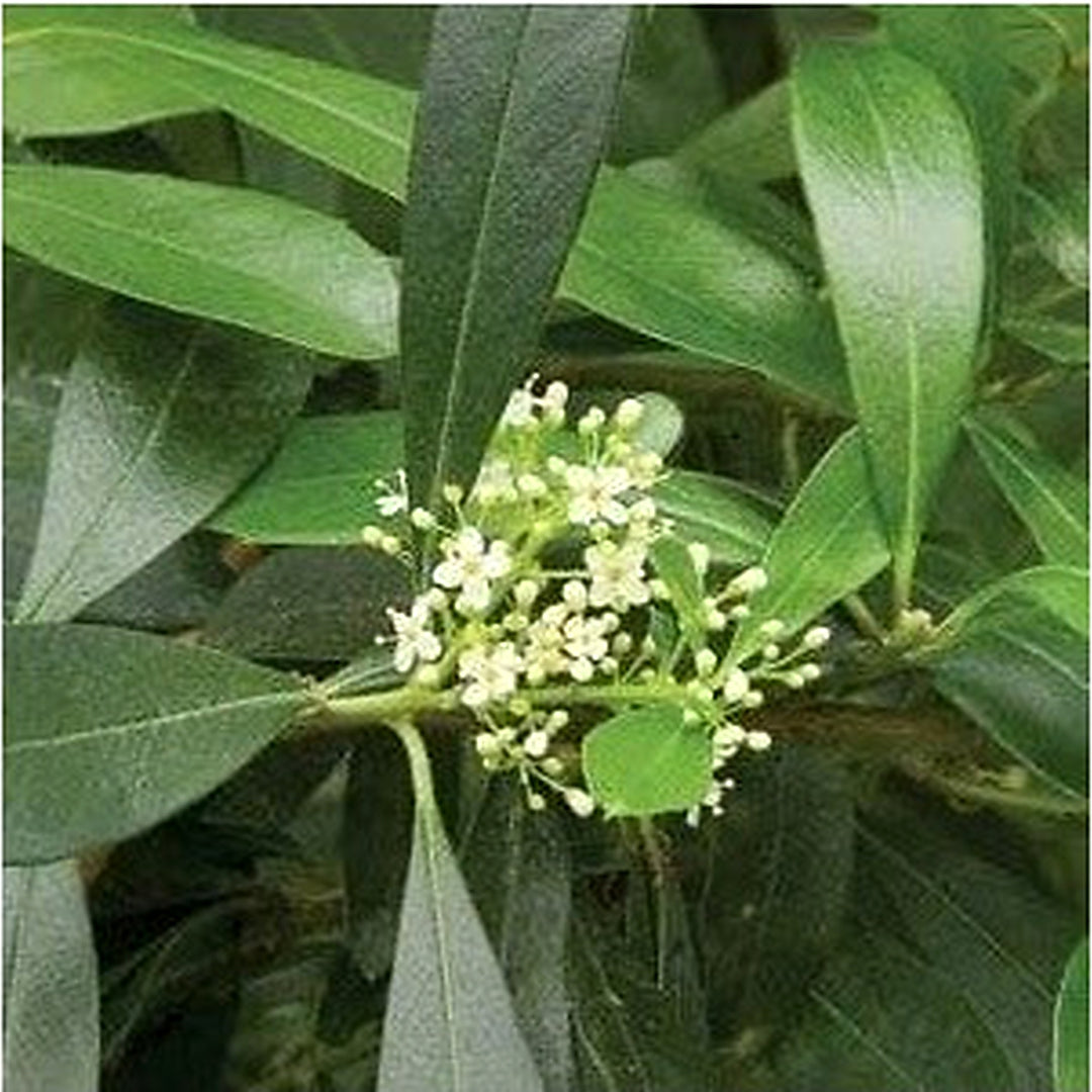 White Ilex Paraguayensis Plant Seeds for Planting | Heirloom Non-GMO Organic Seeds for Hardy Evergreen Shrubs [neera-v5-cf318fc98fe6eb450346]
