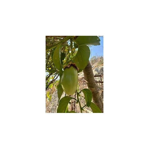 Jambo Passion Fruit Seeds for Planting [neera-v5-cf32b6deb9eaf62011d1]