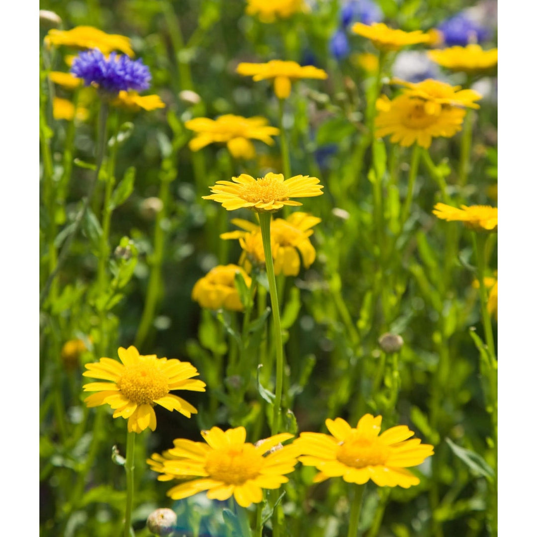 Heirloom Non Gmo Marigold Chrysanthemum Flower For Planting Bright Seasonal Garden Blooms Flower [neera-v5-cf4bd2ba64503929cdad]
