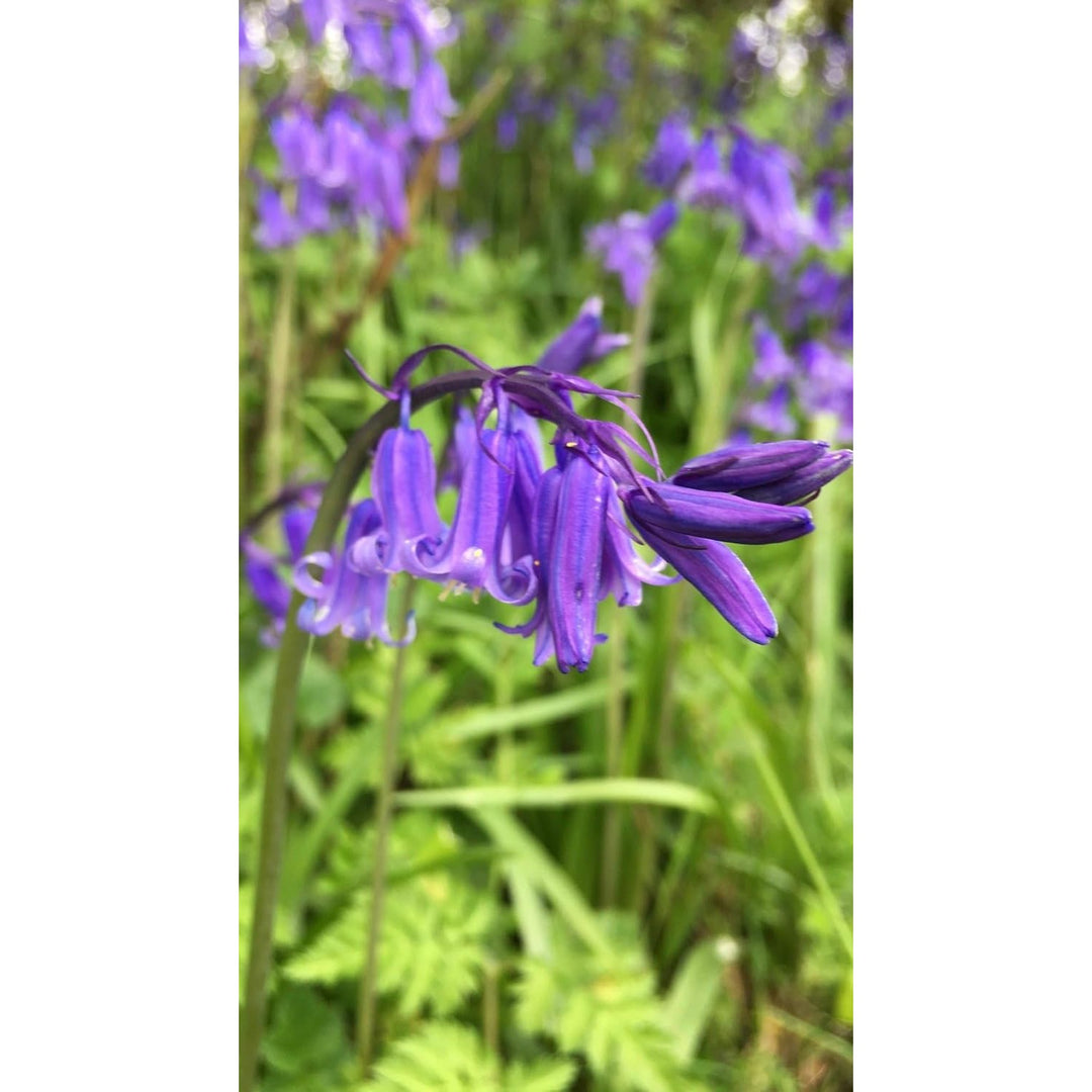 Heirloom English Bell Flower Non Gmo Delicate Blooms For Planting Flower Seeds for Home Garden [neera-v5-cf4c33e62504d67dd01c]