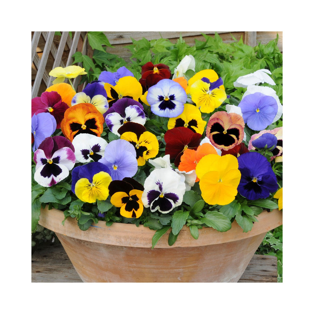 Heirloom Mixed Colors Pansy Flower For Planting Non Gmo Vibrant Blooming Flower Flower Seeds for [neera-v5-cf5d913b0ce918fc9553]