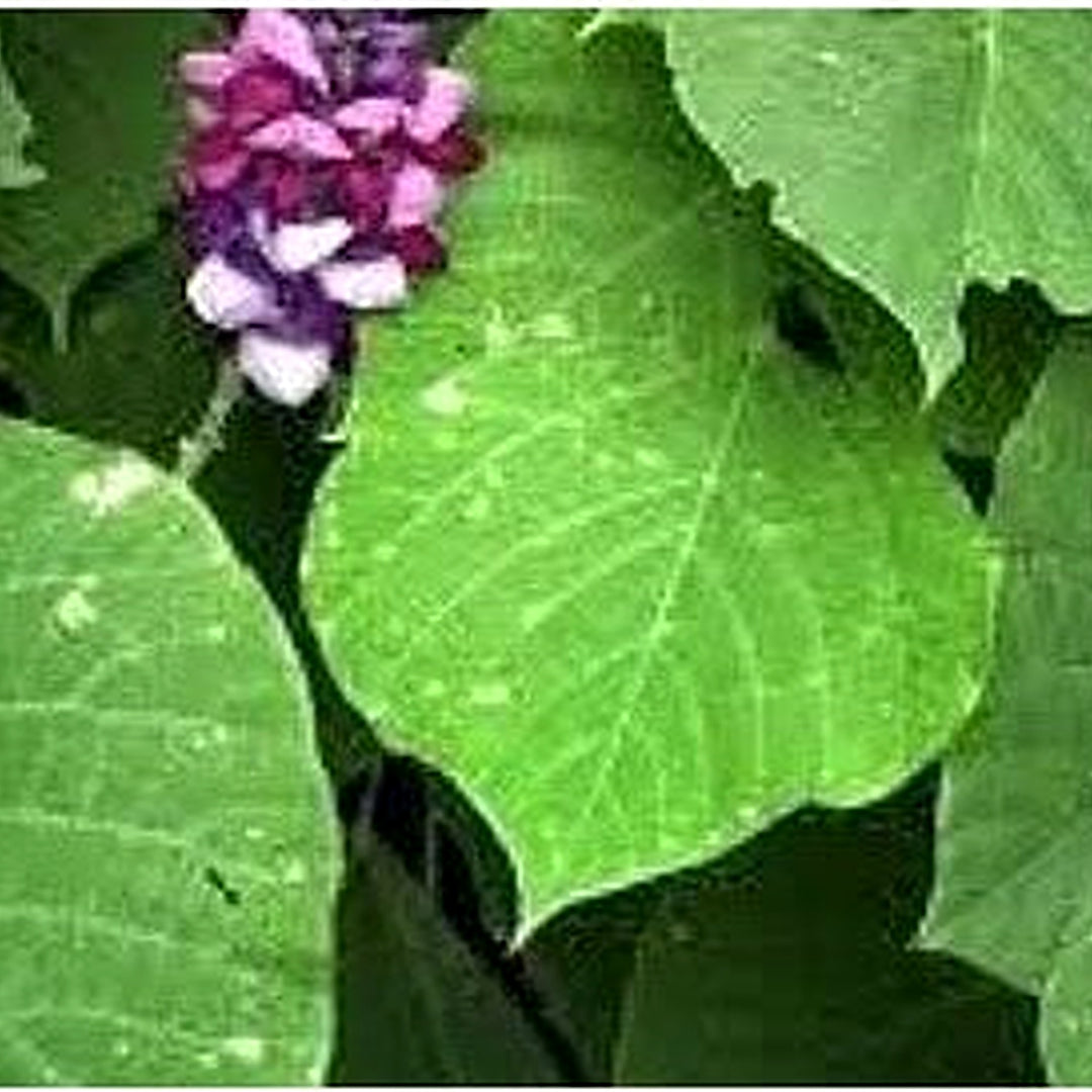 Kudzu Pueraria lobata Seeds for Planting [neera-v5-cf5e505e88b2b5b3fbcb]