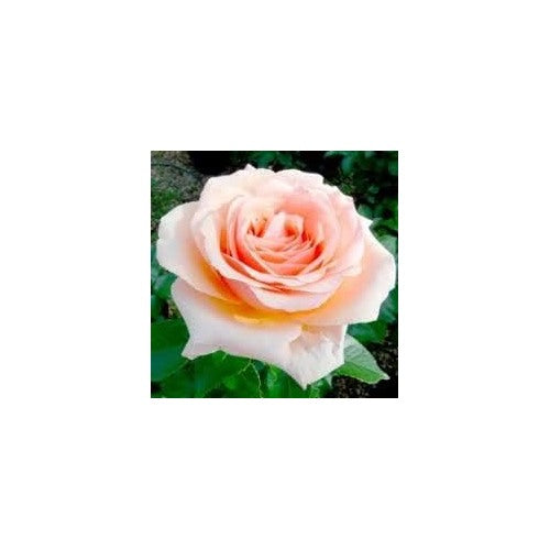 Peach Rose Flower Seeds for Planting [neera-v5-cf61feac2773c7d684b4]