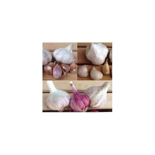 Mixed Colour Garlic Seeds for Planting [neera-v5-cf630d311e82db62e6c8]