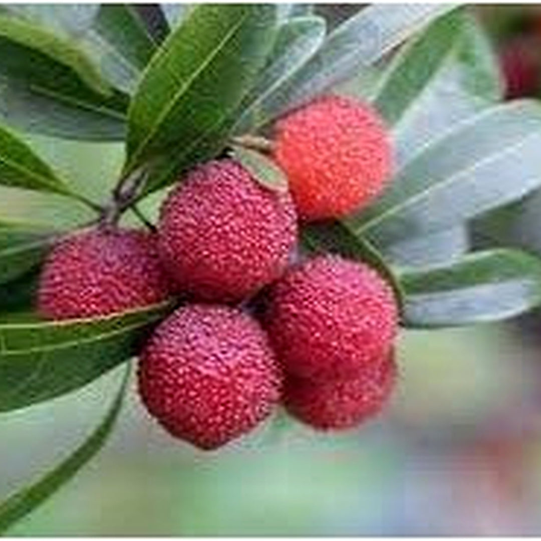 Bayberry Fruit Seeds for Planting [neera-v5-cf757d9cbc79cb1839cb]