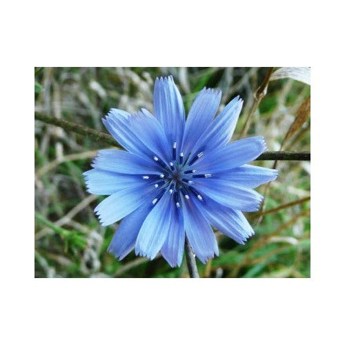 Chicory Planting Italian Dandelion Non Gmo Deer Plot Coffee Weed Heirloom Drought Tolerant [neera-v5-cf7afca6583d11690784]