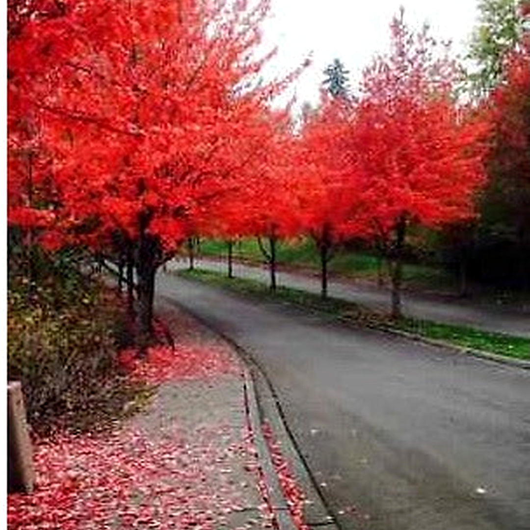 Red Fast Growing Tree Maple Acer Rubrum Usa Seller Heirloom Non Gmo Flower Seeds Home Garden [neera-v5-cf7d32f9b3c18a56de4e]