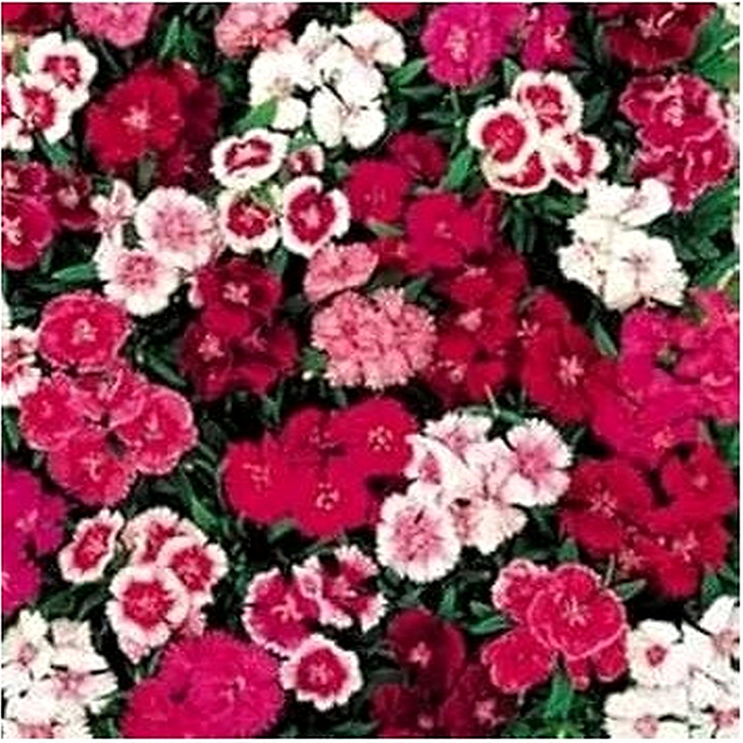 Mixed Dianthus Telstar Flower For Planting Non Gmo Flower Seeds for Home Garden Planting, Colorful [neera-v5-cf7d9616c6f76c828137]