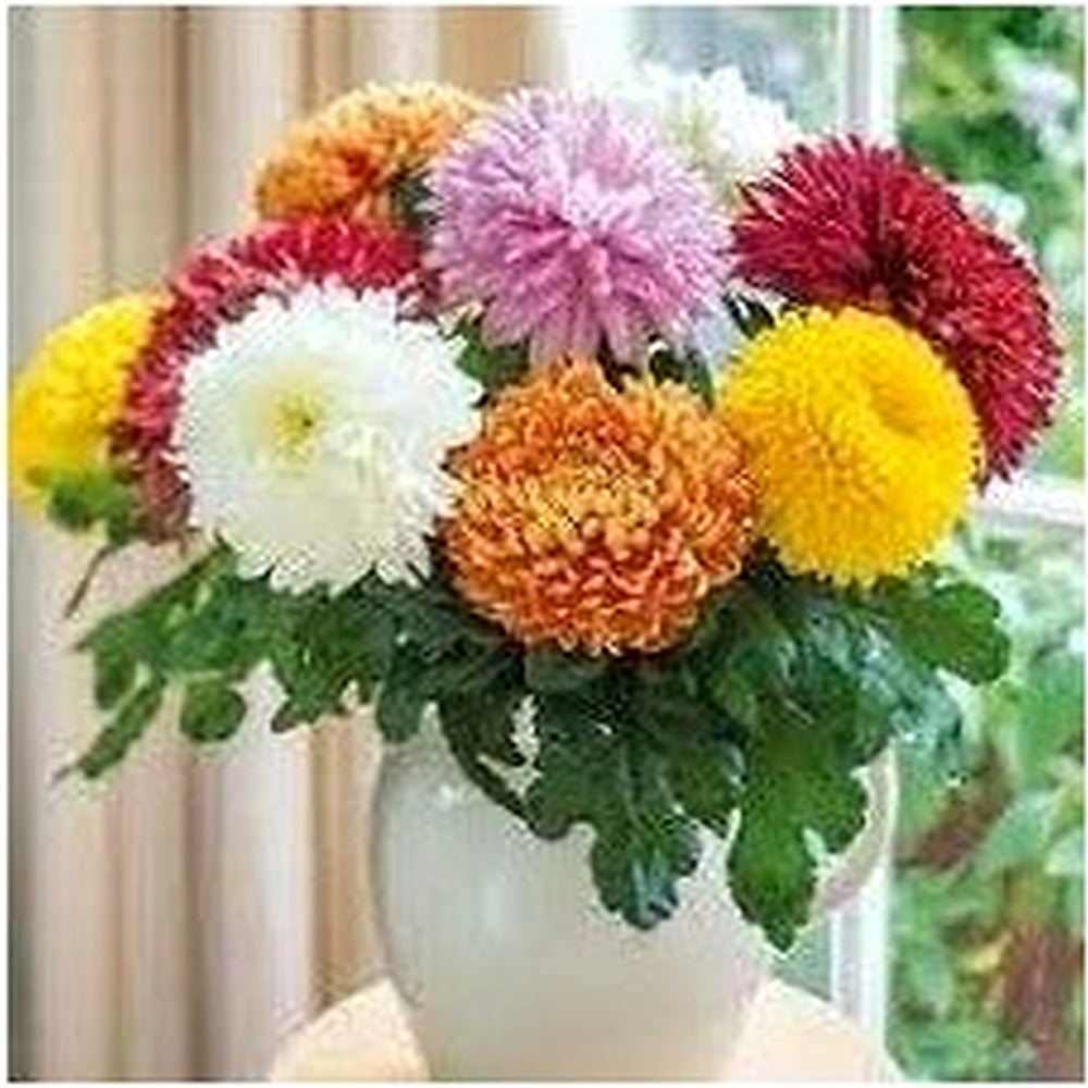 Chrysanthemum Flower Seeds for Garden Planting [neera-v5-cf91998505303f6b91a5]