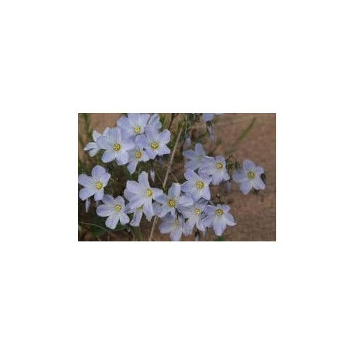 Blue Flax Flower Seeds for Planting [neera-v5-cf9355611ab2b3f70768]
