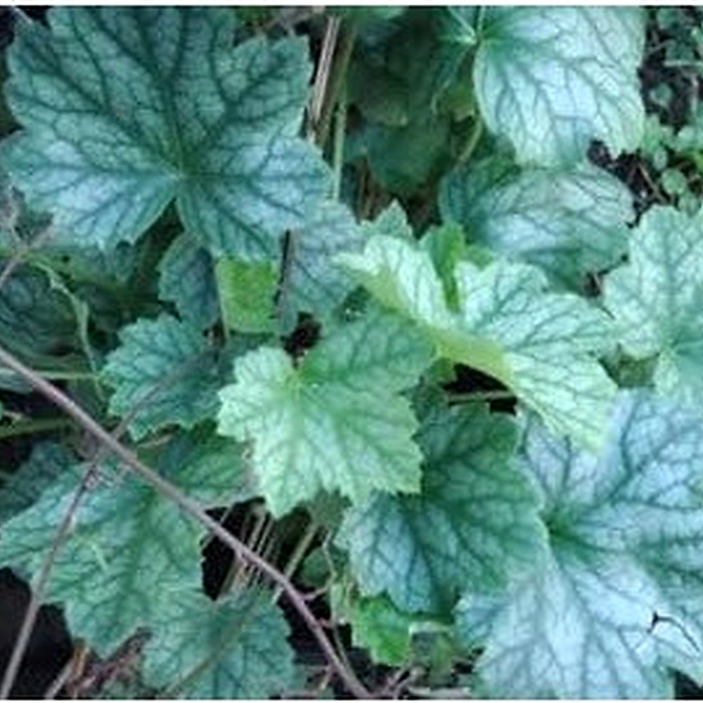 Heirloom Non-GMO White Coral Bells (Heuchera) Flower Seeds for Planting [neera-v5-cf96b6c08209d3c7125a]