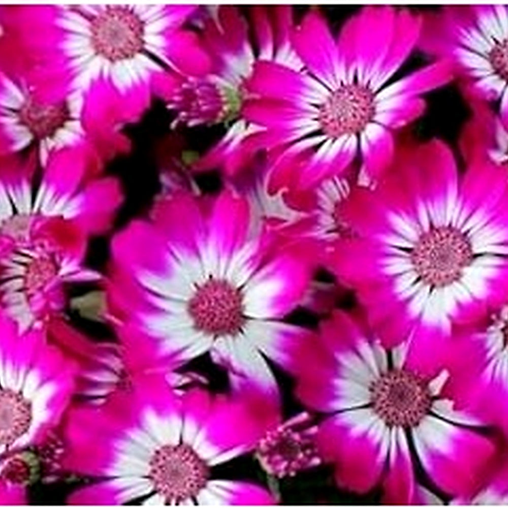 Heirloom Pink White Cineraria Flower Seeds for Planting, Non-GMO [neera-v5-cfa29ee1e797e45d9a37]