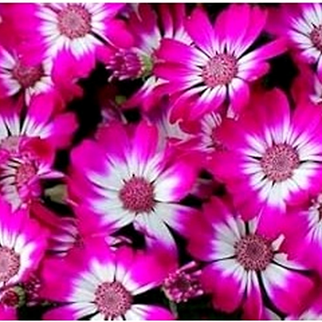 Heirloom Pink White Cineraria Flower Seeds for Planting, Non-GMO [neera-v5-cfa29ee1e797e45d9a37]