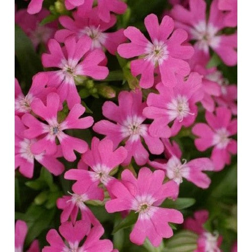 Silene Caroliniana Seeds [neera-v5-cfa6919b8c5acbc0faf6]