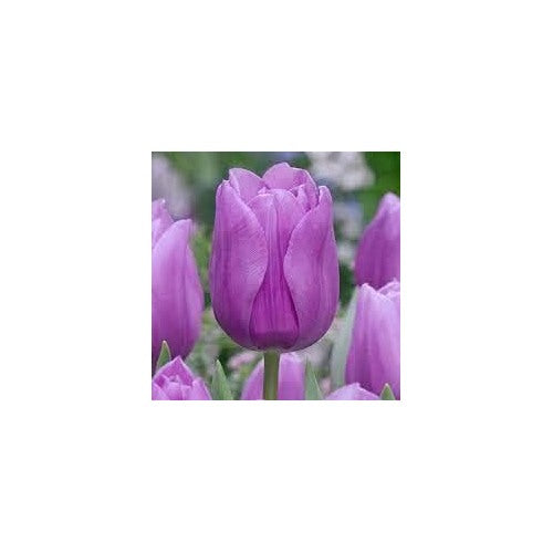 Lavender Shade Tulip Flower Seeds for Planting [neera-v5-cfa76ef634f9d8a9a03b]