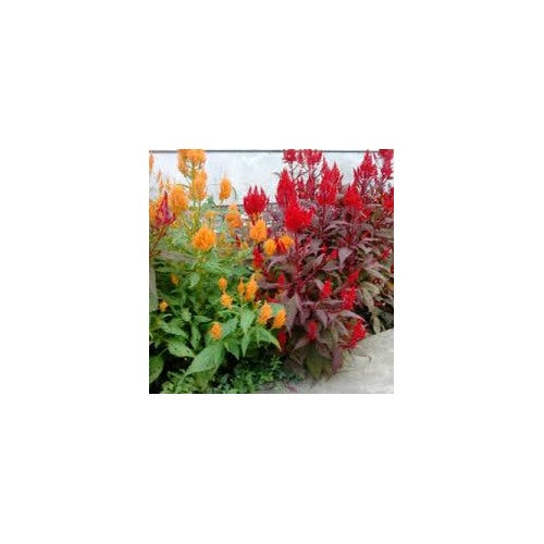 Celosia plumosa Flower Seeds for Planting [neera-v5-cfacd2fe8712fb6ff48f]