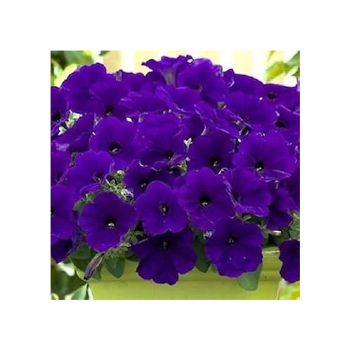 Blue Petunia Flower Heirloom Non Gmo Easy Planting For Garden Hanging Baskets Borders Flower Seeds [neera-v5-cfae92eb91b7c90e3da2]