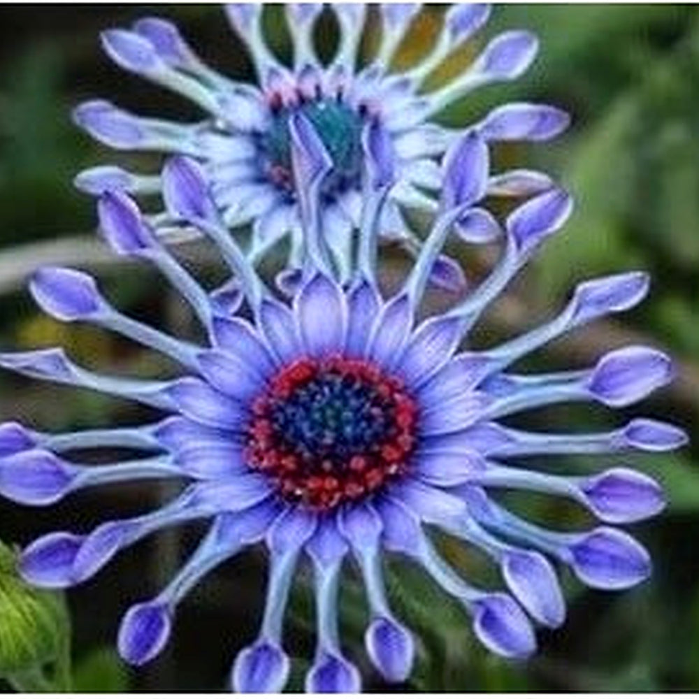Shrubby Daisy Bush Flower Seeds for Planting | Heirloom Non-GMO High Germination Organic Garden Seeds [neera-v5-cfbc7136792972971ac8]