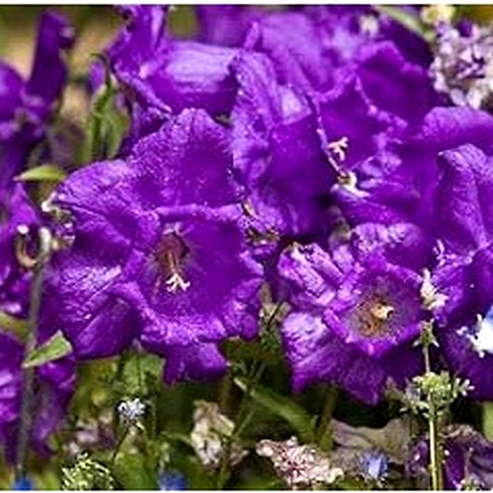 Purple Daffodils Flower Seeds [neera-v5-cfc3b47794020aa39ae8]