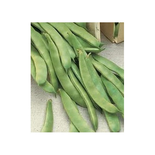 Green Romano Pole Bean Seeds for Planting [neera-v5-cfc9d0dd1b1a45b0e4ca]