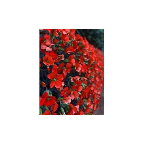 Red Rock Cress Flower Seeds for Planting [neera-v5-cfcb73576bb4f433dde8]