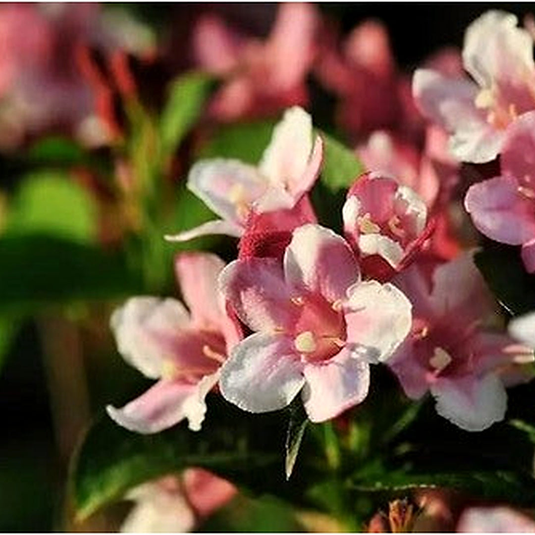 Pink Kolkwitzia Flower For Planting Non Gmo Flower Seeds for Home Garden Planting, Landscape [neera-v5-cfdaddc380b80fe63d72]