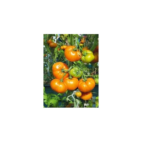 Dark Orange Giant Tomato Seeds [neera-v5-cfdf293c7facc7bb64e8]